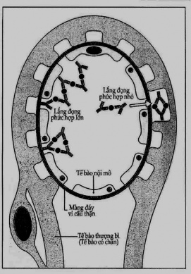 Vị trí chính xác của PHMD một phần phụ thuộc vào kích thước của phức hợp 2