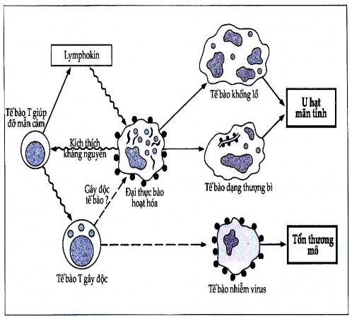 Hình 9 12 Cơ sở tế bào của quá mẫn typ IV Tế bào Th tiết ra lymphokin tác dụng 3