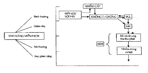 ARC Phức hợp cận AIDS KS U Kaposi Hình 10 7 Các giai đoạn lâm sàng của nhiễm 1