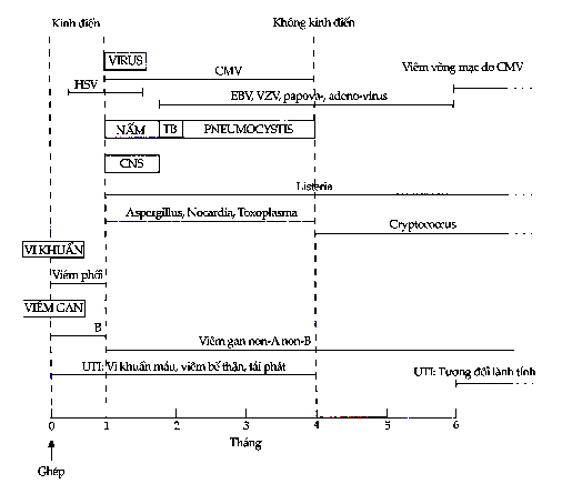 Hình 10 9 Lịch xuất hiện của nhiễm trùng trên bệnh nhân ghép thận HSV 1