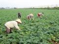 Chuyển dịch cơ cấu kinh tế nông nghiệp ở huyện Thạch Thất, thành phố Hà Nội - 16