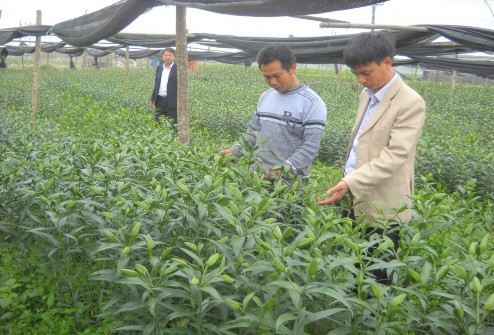 Mô hình trồng hoa ly chất lượng cao của gia đình anh Nguyễn Hữu Cường Thanh 2