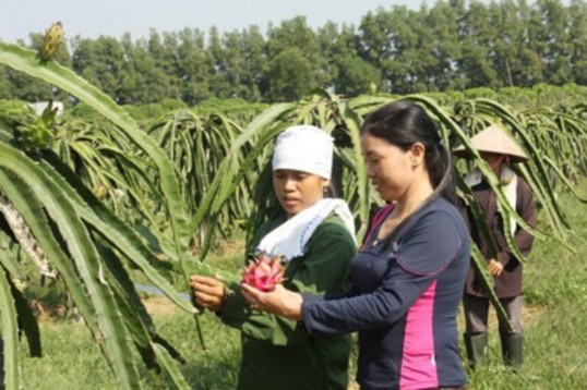 Thanh long ruột đỏ mang lại hiệu quả kinh tế cao của huyện Thạch Thất Trang 3