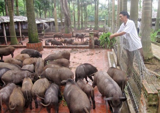 Trang trại chăn nuôi lợn rừng tại xã Yên Bình huyện Thạch Thất Mô hình chăn 4