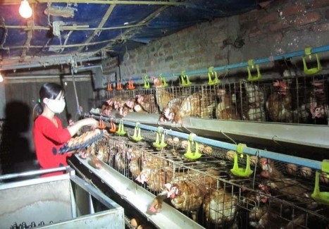 Mô hình chăn nuôi gà đẻ trứng của chị Kiều Thị Huệ ở xã Đồng Trúc Mô 5