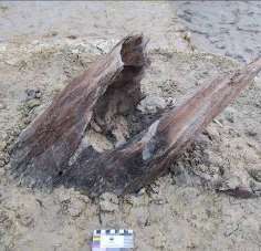 Ảnh 18 Cọc gỗ 19 CQ H1 C4 Nguồn Đinh Thị Thanh Nga Ảnh 20 Cọc gỗ 17