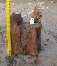 Ảnh 52 Cọc gỗ 19 CQ H3 C3 Nguồn Đinh Thị Thanh Nga Ảnh 54 Cọc gỗ 23