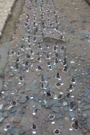 Ba 16 Chi tiết cọc gỗ và lớp gạch ngói vụn dày đặc thời Đại La Nguồn 27