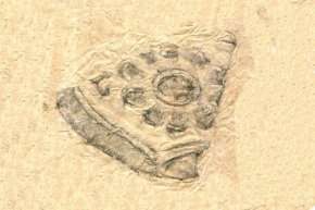 1 2 3 4 5 6 Hình 16 1 2 Đuôi ngói trích thủy trang trí hoa cúc ký hiệu 8