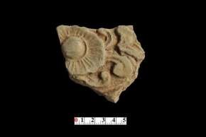 5 6 Hình 36 1 Đầu ngói ống trang trí hoa cúc loại 3 2 3 Đầu ngói ống trang trí 34