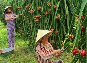 Hình 1 2 Cắt trái thanh long bằng kéo c Khâu di chuyển trái thanh long sau thu hái 6