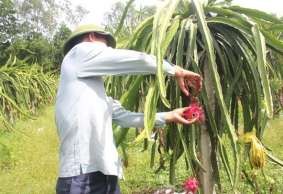 Hình 1 2 Cắt trái thanh long bằng kéo c Khâu di chuyển trái thanh long sau thu hái 7