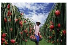 Hình 1 3 Di chuyển trái thanh long bằng mang vác thủ công Di chuyển bằng mang vác 9