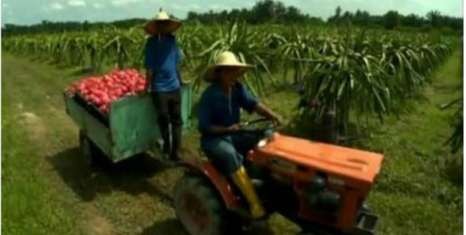 Hình 1 5 Di chuyển trái thanh long bằng máy kéo Bốc xếp trái thanh long lên xe 1