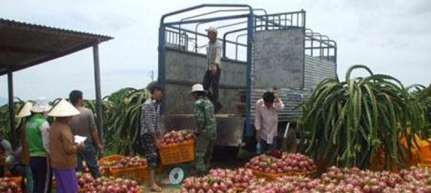 Hình 1 6 Bốc xếp trái thanh long vận chuyển đến nơi tiêu thụ d Dụng cụ 2