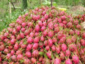 Hình 1 7 Trái thanh long được đổ thành từng đống hoặc xếp trong thùng nhựa 3