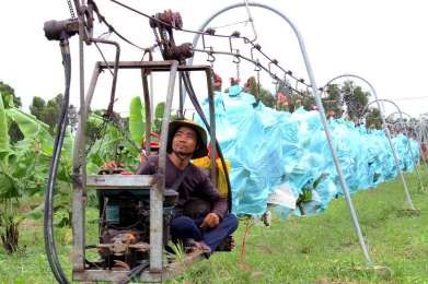 Hình 1 18 Đường cáp vận chuyển chuối Long An 1 5 Một số công trình nghiên 7