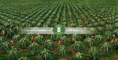 Hình 1 19 Vườn trồng thanh long Tây Nam Bộ 1 8 2 Đường cáp vận chuyển trái 1