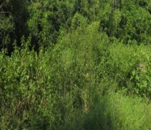 Hình 2 1 Rừng thứ sinh phục hồi sau nương rẫy Hình 2 2 Rừng trồng Hình 2 3 1