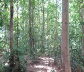 Hình 2 2 Rừng trồng Hình 2 3 Rừng kín thường xanh ven suối Hình 2 5 Rừng hỗn 2