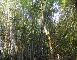 Hình 2 5 Rừng hỗn giao tre nứa Hình 2 4 Rừng kín thường xanh trên đồi núi 4