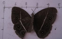 Hình 4 4 Một số loài chỉ thị cho hệ sinh thái rừng 4 6 Các loài có ý nghĩa 1