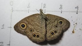 Hình 4 4 Một số loài chỉ thị cho hệ sinh thái rừng 4 6 Các loài có ý nghĩa 2