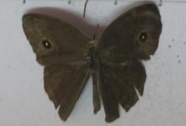 Hình 4 4 Một số loài chỉ thị cho hệ sinh thái rừng 4 6 Các loài có ý nghĩa 3