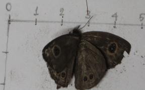 Hình 4 4 Một số loài chỉ thị cho hệ sinh thái rừng 4 6 Các loài có ý nghĩa 4