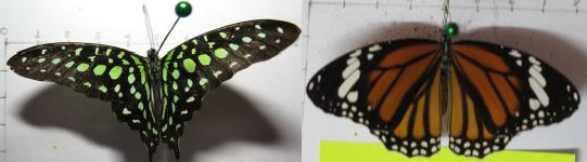 Graphium arycles Danaus genutia Pantoporia sandaka Polyura arja Hình 4 5 Một số loài bướm 5