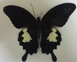 Đặc điểm hình thái Cánh trước và cánh sau có dạng tam giác nhọn có bốn 6