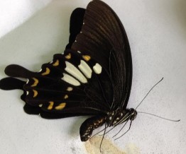 Đặc điểm hình thái Là loài bướm Phượng to có đuôi Màu đen cánh sau có 7