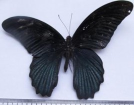 Đặc điểm hình thái Một trong những loài bướm Phượng phổ biến và có kích 1