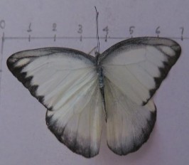 Hình 4 9 Appias lyncida eleonora Cánh sau có viền răng cưa ở mép ngoài cánh màu xanh 2