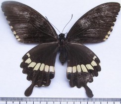 Đặc điểm hình thái Con đực màu đen với một dãy đốm trắng chạy ngang ở 3