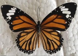 Đặc điểm hình thái Đây cũng là một loài đặc trưng không thể nhầm lẫn 4