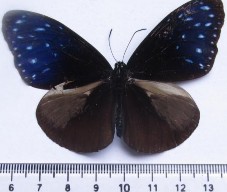 Đặc điểm hình thái Con đực và cái khác nhau Con đực có mặt trên màu đen 5