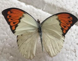 Đặc điểm hình thái Có kích thước lớn nhất trong họ bướm Phấn Đặc 6