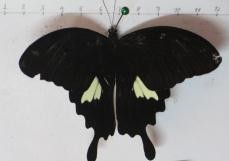 Papilio nephelus Vindula erota Hebomoia glaucippe glaucippe Eurema blanda Loxura atymnus Graphium 1