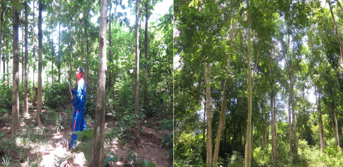 Điều tra ngoài hiện trường BẢN ĐỒ VƯỜN QUỐC GIA NAM KA ĐINH 10