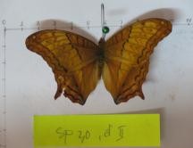 Papilio nephelus Vindula erota Hebomoia glaucippe glaucippe Eurema blanda Loxura atymnus Graphium 2