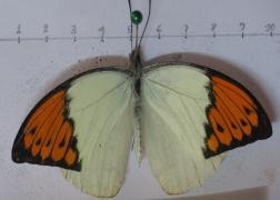 Hebomoia glaucippe glaucippe Eurema blanda Loxura atymnus Graphium eurypylus Phụ lục 03 Một 3