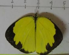 Hebomoia glaucippe glaucippe Eurema blanda Loxura atymnus Graphium eurypylus Phụ lục 03 Một 4