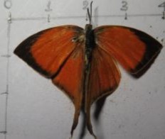 Loxura atymnus Graphium eurypylus Phụ lục 03 Một số hình ảnh đi điều tra ngoài 5