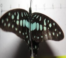 Loxura atymnus Graphium eurypylus Phụ lục 03 Một số hình ảnh đi điều tra ngoài 6