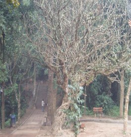 d Tình trạng già cỗi Tình trạng già cỗi là hiện tượng bình thường của 1