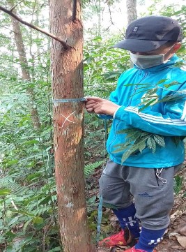 Hình 3 1 Hình ảnh cây Pơ mu ở khu vực xã Liêm Phú Bảng 3 2 Một số chỉ tiêu 1