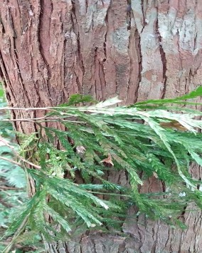 Hình 3 1 Hình ảnh cây Pơ mu ở khu vực xã Liêm Phú Bảng 3 2 Một số chỉ tiêu 2