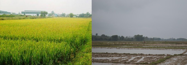 Hình 4 2 Canh tác lúa 2 vụ tại xã Chi Khê Mặc dù việc trồng lúa thu nhập không 1