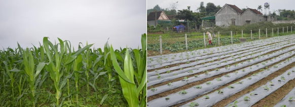 Hình 4 3 Canh tác Ngô lai rau màu tại Bồng Khê Hoa màu bầu bí rau xanh các 2